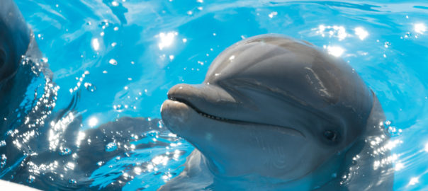 “Bernie the Dolphin” Trailer and Poster